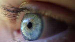 Das Auge